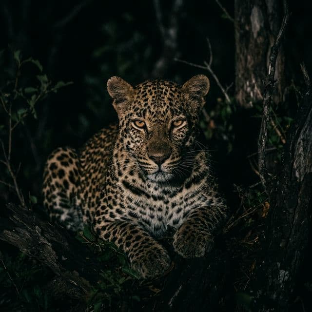 A leopard in the dark, eyes lit, moving through the bush at night
