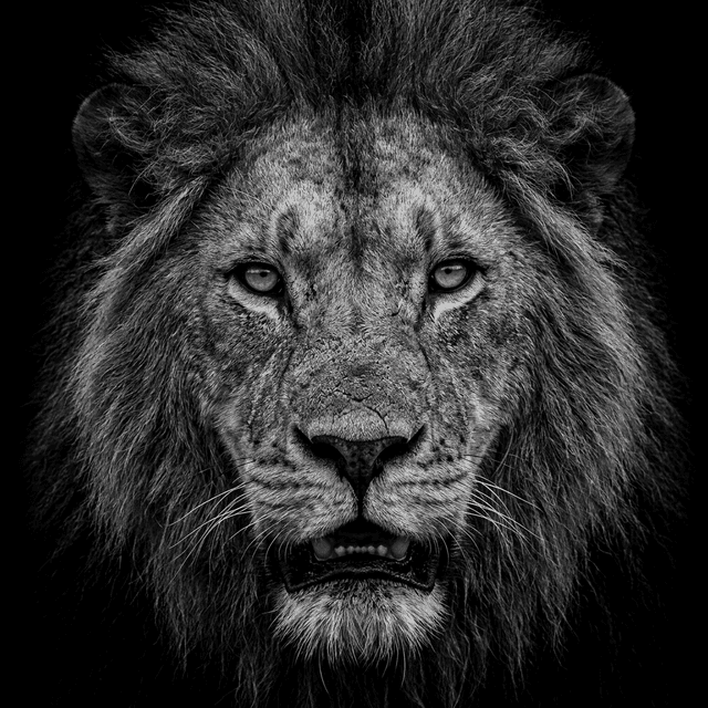 Dangerous Game Inc. safaris in Africa