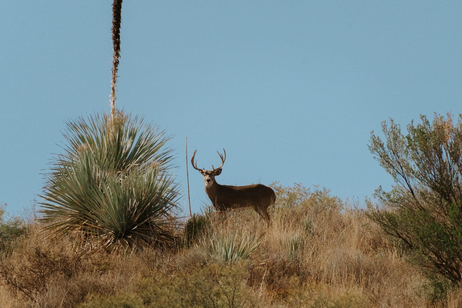 A Coues whitetail buck standing broadside on a sunlit Coahuila ridge against a clean blue sky