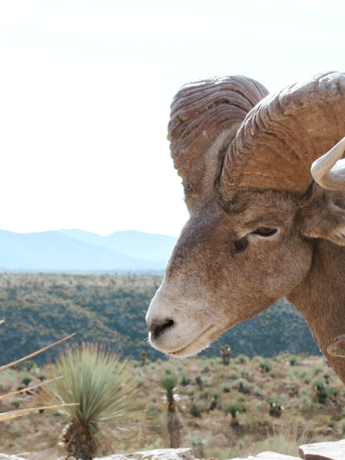 A full-curl desert bighorn ram in profile on white rock, the desert sierra and yucca flats falling away behind